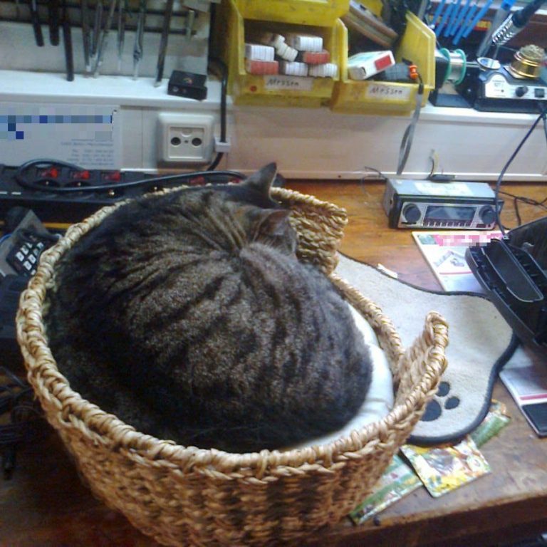 Auf einer Werkbank ein Katzenkorb. Darin schläft eine getigerte Katze. Neben dem Korb steht ein geöffneter Staubsauger, dahinter Werkzeug.